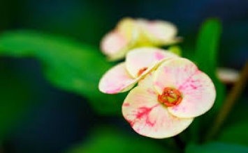 Không làm tổn hại mọi loài – làm người cao quý